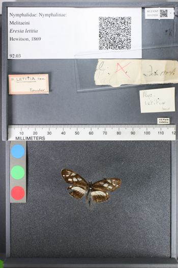 Media type: image;   Entomology 101031